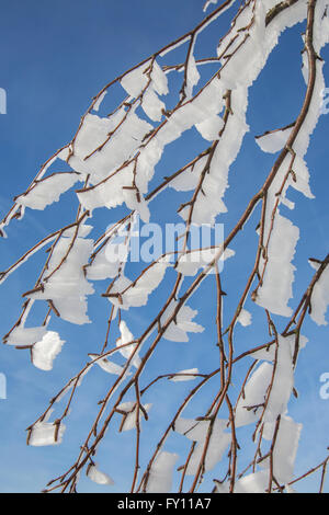 Des brindilles d'arbre couvert de givre blanc et la neige en hiver montrant la formation de cristaux de glace pointant dans la même direction par le vent Banque D'Images