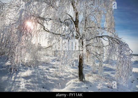 Bouleau pubescent (Betula pubescens) arbre couvert de givre en hiver à la Hautes Fagnes / Hautes Fagnes, Ardennes Belges, Belgique Banque D'Images