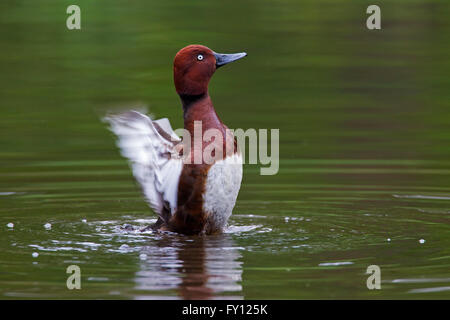 / Nyroca fuligule nyroca (Aythya nyroca) mâle aile en étang Banque D'Images