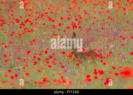 Le chevreuil (Capreolus capreolus) doe butiner dans prairie avec coquelicots en fleurs en printemps / été Banque D'Images