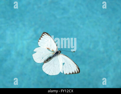 Great Southern White Butterfly - Ascia monuste dans l'eau d'une piscine bleu lumineux, il était encore en vie, Avril 2016 Banque D'Images