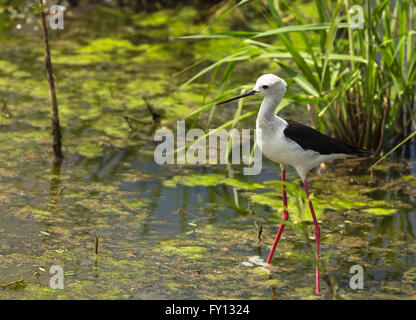 Black-Winged Stilt guette dans étang dans le parc national de Tarangire, Tanzanie Banque D'Images