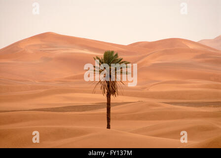 Palmier dans le désert de l'Erg Chebbi, Maroc Banque D'Images