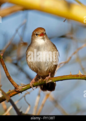 La Paruline de cetti (Cettia cetti) perché dans l'arbre en chantant, Banque D'Images