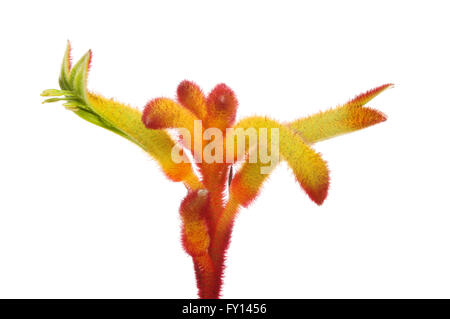 Libre d'un indigène australien Kangaroo paw flower isolated on white Banque D'Images