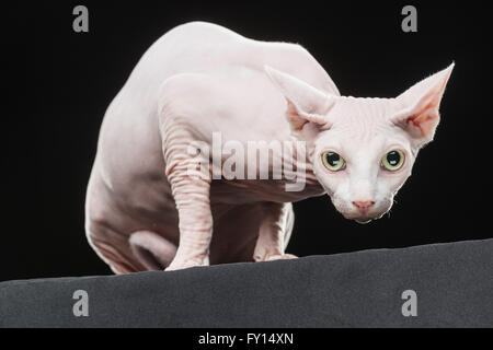 Close-up portrait of Sphynx chat sans poils sur fond noir Banque D'Images