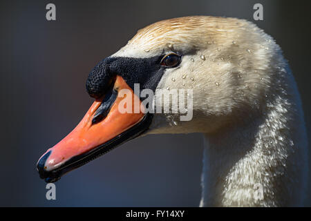Chef de mute swan (Cygnus olor) contre l'eau bleue Banque D'Images
