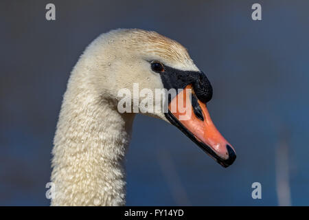 Chef de mute swan (Cygnus olor) contre l'eau bleue Banque D'Images
