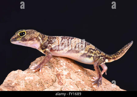 Gecko africaine à griffes (Holodactylus africanus) Banque D'Images