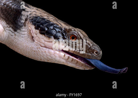 Western blue-tongued skink (Tiliqua occipital) Banque D'Images