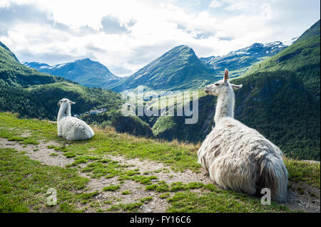 Deux lamas blancs assis sur un petit chemin avec de beaux paysages de montagne dans l'arrière-plan Banque D'Images