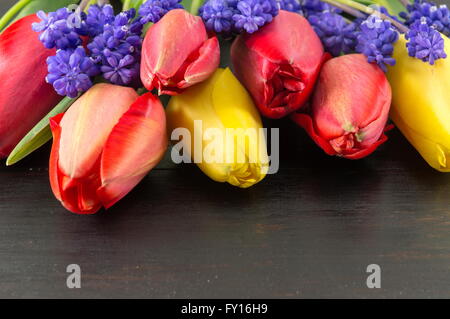 Tulipes rouges et jaunes avec des fleurs de printemps jacinthe Banque D'Images