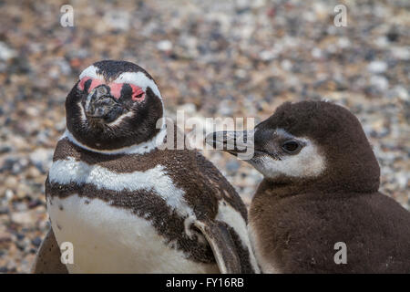 Le manchot de Magellan (Spheniscus magellanicus) à leur colonie à Punta Tombo, l'Argentine, l'Amérique du Sud. Banque D'Images