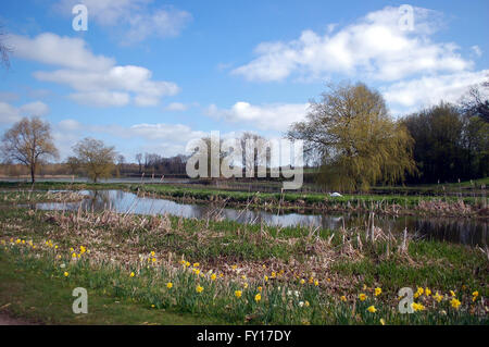 Le printemps dans la campagne anglaise, avec des jonquilles, comme une rivière coule doucement à travers une plaine inondable Banque D'Images