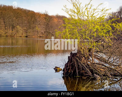 Pleasantville, NY 18 avril 2016 - La tortue peinte (Chrysemys picta) le soleil sur un rocher dans le lac. Températures plus chaudes que fait un jour de printemps, presque l'impression d'être de l'été quand la température top 70 degrés Fahrenheit en parc d'état de Rockefeller préserver dans la vallée de la rivière Hudson, comté de Westchester, New York. Credit : Marianne A. Campolongo/Alamy Live News Banque D'Images