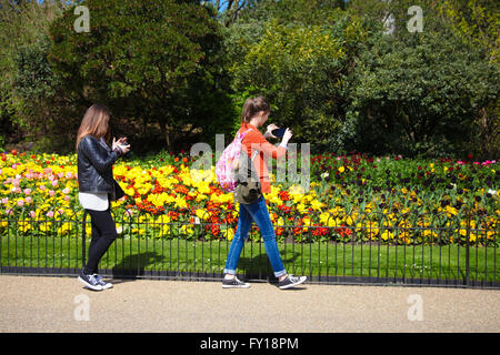 St James Park, Londres, 19 avril 2016. Météo France : les touristes prend photos des parterres colorés St James Park sur une chaude journée ensoleillée. Credit : Dinendra Haria/Alamy Live News Banque D'Images