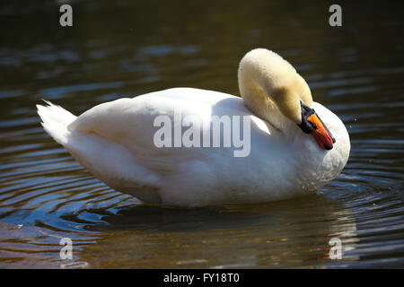 St James Park, Londres, 19 avril 2016. Météo France : Un cygne bénéficie de la chaleur du soleil à St James Park, Londres : Crédit Dinendra Haria/Alamy Live News Banque D'Images