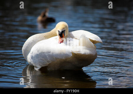 St James Park, Londres, 19 avril 2016. Météo France : Un cygne bénéficie de la chaleur du soleil à St James Park, Londres : Crédit Dinendra Haria/Alamy Live News Banque D'Images