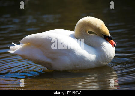 St James Park, Londres, 19 avril 2016. Météo France : Un cygne bénéficie de la chaleur du soleil à St James Park, Londres : Crédit Dinendra Haria/Alamy Live News Banque D'Images