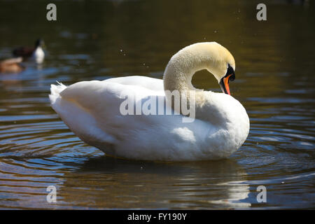 St James Park, Londres, 19 avril 2016. Météo France : Un cygne bénéficie de la chaleur du soleil à St James Park, Londres : Crédit Dinendra Haria/Alamy Live News Banque D'Images