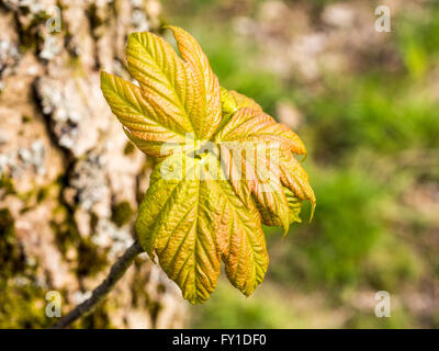 Rivington, Lancashire, Royaume-Uni. 19 avril 2016, les premiers signes du printemps avec l'éclatement de l'arbre dans la vie avec l'actuel printemps pluvieux, la météo. © Sue Burton/Alamy Live News Banque D'Images