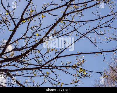 Rivington, Lancashire, Royaume-Uni. 19 avril 2016, les premiers signes du printemps avec l'éclatement de l'arbre dans la vie avec l'actuel printemps pluvieux, la météo. © Sue Burton/Alamy Live News Banque D'Images