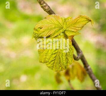 Rivington, Lancashire, Royaume-Uni. 19 avril 2016, les premiers signes du printemps avec l'éclatement de l'arbre dans la vie avec l'actuel printemps pluvieux, la météo. © Sue Burton/Alamy Live News Banque D'Images