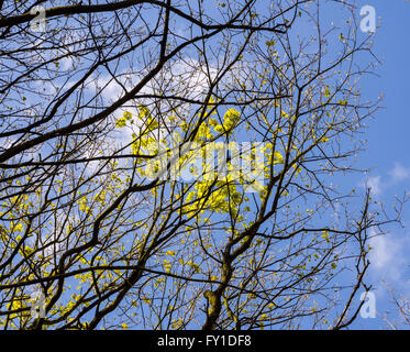 Rivington, Lancashire, Royaume-Uni. 19 avril 2016, les premiers signes du printemps avec l'éclatement de l'arbre dans la vie avec l'actuel printemps pluvieux, la météo. © Sue Burton/Alamy Live News Banque D'Images