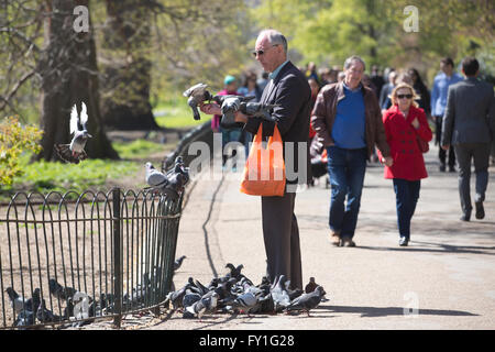 Londres, Royaume-Uni. 20 avril, 2016. Météo France : l'homme se nourrit les pigeons à St Jame's Park, comme London bénéficie de températures chaudes de 15 °C (59 °F), comme la majorité du sud de l'Angleterre est en panier soleil. Credit : Clickpics/Alamy Live News Banque D'Images