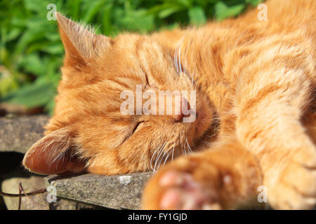 Un chat de gingembre dort dans la jardin avec soleil l'après-midi chaud Banque D'Images