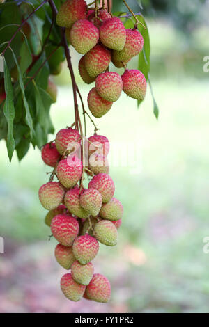 Fruits litchi, localement appelé lichu. Jahangir Alam © onuchcha/Alamy stock photo Banque D'Images