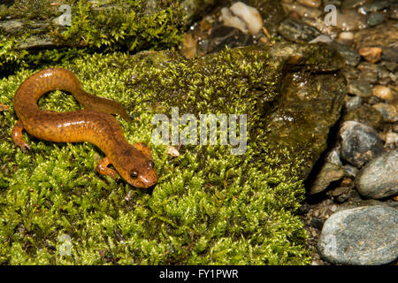 Le nord de salamandre Banque D'Images