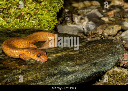 Le nord de salamandre Banque D'Images