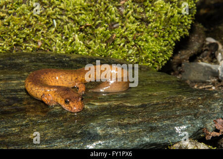 Le nord de salamandre Banque D'Images