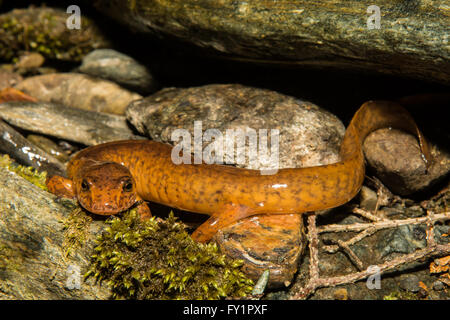 Le nord de salamandre Banque D'Images