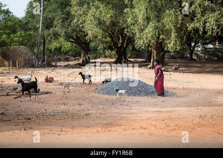 Femme indienne prendre soin de son troupeau de chèvres dans le pays à l'extérieur du village de Kuilapalayam, Auroville, l'Asie Banque D'Images