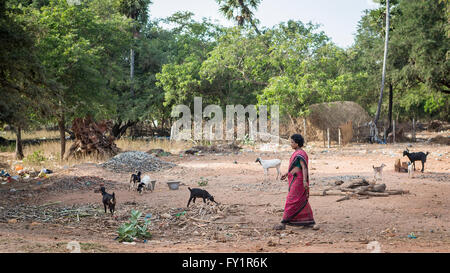 Femme indienne prendre soin de son troupeau de chèvres dans le pays à l'extérieur du village de Kuilapalayam, Auroville, l'Asie Banque D'Images