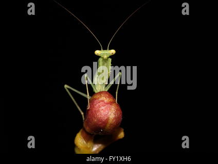 Mantis jeunes, verts, de prière, Mantis Religiosa, perchée au-dessus d'un bourgeon de fleurs Banque D'Images