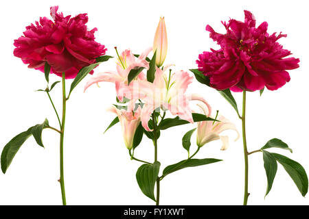 De magnifiques fleurs fraîches sur fond blanc Banque D'Images