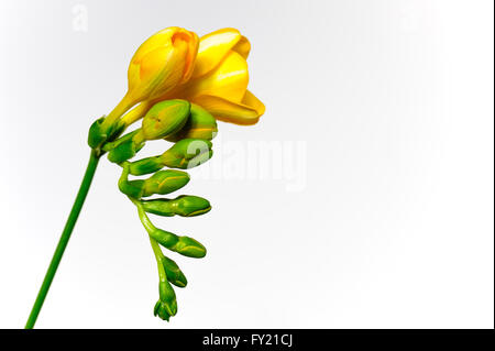 Jeu de têtes de fleurs de freesia jaune sur un fond blanc. Banque D'Images