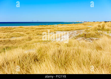 Le jaune de l'herbe sèche et le sable domine cette belle partie de la plage de la Suède, Falsterbo. Le pont au Danemark est vu dans sur l'h Banque D'Images