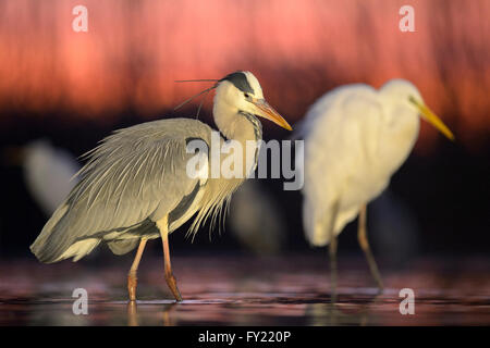 Héron cendré (Ardea cinerea) et Egret (Casmerodius albus) au lever du soleil dans un lac à l'aube, ciel rouge le Parc National Kiskunság, Banque D'Images