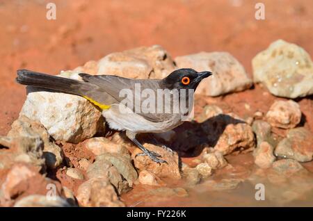 Red-eyed Bulbul africains (Pycnonotus nigricans), de boire à un point d'eau, Kgalagadi Transfrontier Park, Northern Cape Banque D'Images