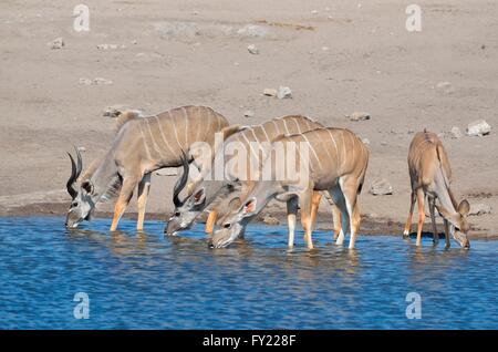 Le grand koudou (Tragelaphus strepsiceros), les hommes, les femmes et les jeunes, l'alcool à un étang, Etosha National Park, Namibie Banque D'Images