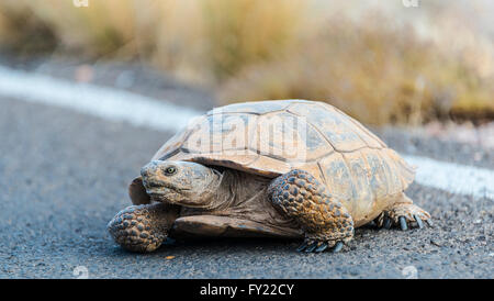 La tortue du désert (Gopherus agassizii) traverser la route, Vallée de Feu, le parc désert de Mojave, Nevada, USA Banque D'Images