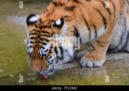 Jeune tigre de Sibérie (Panthera tigris altaica), boire, captive Banque D'Images