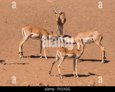 Impala mâles à un trou d'entraînement Banque D'Images