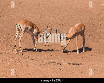 Impala sparring bucks Banque D'Images