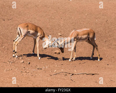 Impala sparring bucks Banque D'Images