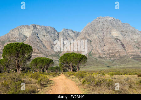 Les montagnes magnifiques border Elandsberg ferme, Bo Herman, Afrique du Sud. Banque D'Images